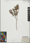 Foto von Salix repens subsp. incubacea (L.) A. Neumann